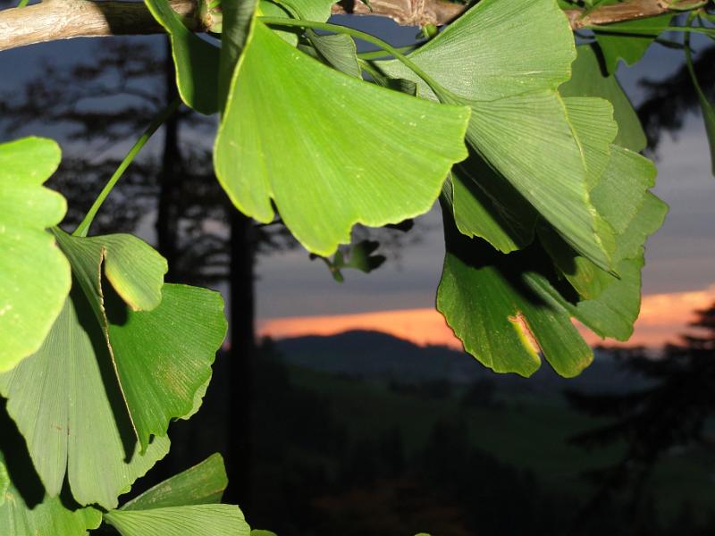 2010 09 26 A